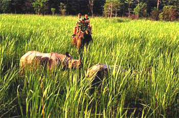 Manufacturers Exporters and Wholesale Suppliers of North India Wildlife Tour New Delhi Delhi